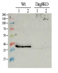 Deg8 | protease Do-like 8 (chloroplastic) in the group Antibodies Plant/Algal  / Photosynthesis  / Proteases at Agrisera AB (Antibodies for research) (AS14 2767)